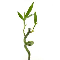 Бамбук S Lucky Bamboo Straight L60, Модель: 0 | Доставка цветов Шарм24