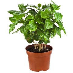 Кофе Coffea Arabica d12 L30, Модель: 0 | Доставка цветов Шарм24