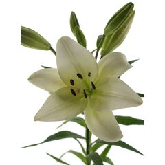 Лилия Zambesi Budget 95см, Модель: 0 | Доставка цветов Шарм24