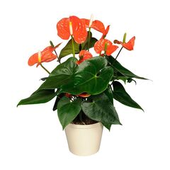 Антуріум An Madural Orange 6 + d14 L55, Модель: 0 | Доставка квітів Шарм24