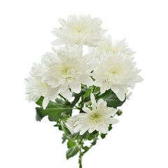 Хризантема Tr Baltica White Zentoo L70, Модель: 0 | Доставка квітів Шарм24
