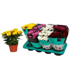 Хризантема Double Mix d12 L25, Модель: 0 | Доставка цветов Шарм24