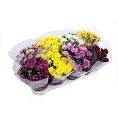 Хризантема Mix d12 L25, Модель: 0 | Доставка квітів Шарм24