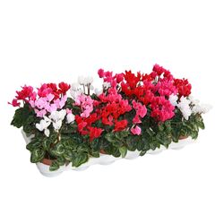 Цикламен Super Allure Mix d12 L25, Модель: 0 | Доставка квітів Шарм24