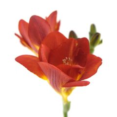 Фрезія Du Mandarine L50, Модель: 0 | Доставка квітів Шарм24