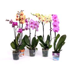 Орхидея phalaenopsis 2st Mix 14+ d12 L60, Модель: 0 | Доставка квітів Шарм24