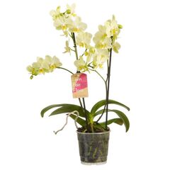 Орхидея phalaenopsis 2st Mix 16+ d12 L60, Модель: 0 | Доставка квітів Шарм24