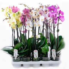 Орхидея phalaenopsis 2st  Mix 13+ d12 L60, Модель: 0 | Доставка квітів Шарм24