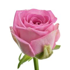 Троянда Аква L6, Модель: 0 | Доставка квітів Шарм24