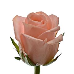 Троянда Анна Карина L6, Модель: 0 | Доставка квітів Шарм24
