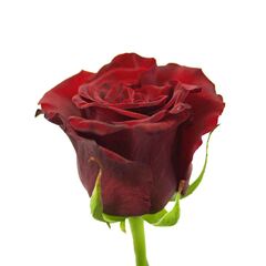 Троянда Гран Прі L9, Модель: 0 | Доставка квітів Шарм24