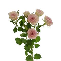 Троянда Tr Creamy Twister L70, Модель: 0 | Доставка квітів Шарм24