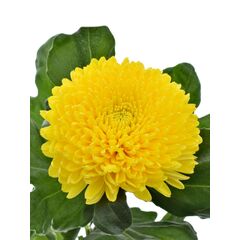Хризантема Tr Limoncello L70, Модель: 0 | Доставка квітів Шарм24