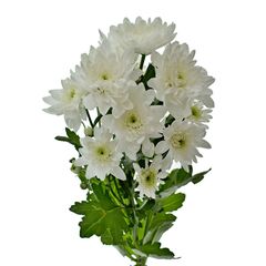 Хризантема Tr Pina Colada White L70, Модель: 0 | Доставка квітів Шарм24