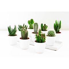 Кактус decorated Met Kleine, Модель: 0 | Доставка квітів Шарм24