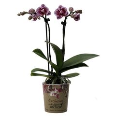 Орхидея phalaenopsis 2st Jaguar 18+ d12 L70, Модель: 0 | Доставка квітів Шарм24