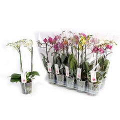 Орхидея phalaenopsis 2st Mix 12+ d12 L70, Модель: 0 | Доставка цветов Шарм24