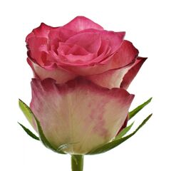 Троянда Gr Double Date L50, Модель: 0 | Доставка квітів Шарм24