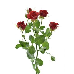 Троянда Tr Mirabel L80, Модель: 0 | Доставка квітів Шарм24