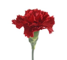 Гвоздика червона, Модель: 0 | Доставка квітів Шарм24