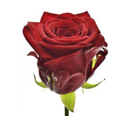 Роза Ред Наоми L5, Модель: 0 | Доставка цветов Шарм24