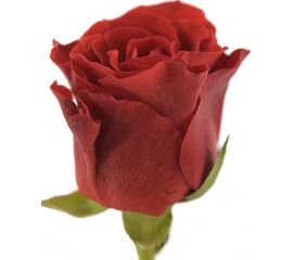 Роза Эль Торо L5, Модель: 0 | Доставка квітів Шарм24