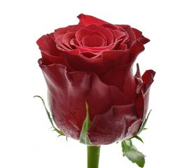 Роза Gr Rhodos L70***, Модель: 0 | Доставка квітів Шарм24