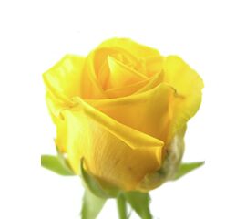 Роза Пенни Лейн L8, Модель: 0 | Доставка цветов Шарм24