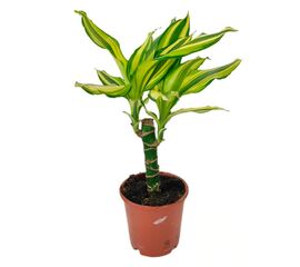 Драцена Drac Yellow Coast 30-15cm Stem d17 L70, Модель: 0 | Доставка квітів Шарм24