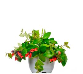 Есхінантус, Модель: 0 | Доставка квітів Шарм24