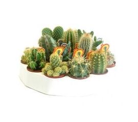 Cactus  Грузоні mix d14 h18, Модель: 0 | Доставка цветов Шарм24