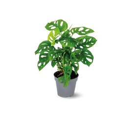 Монстера Obliqua Monkey Leaf d12 L25, Модель: 0 | Доставка квітів Шарм24