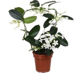Стефанотис Fleur Parfum d12 L45 (4-5), Модель: 0 | Доставка квітів Шарм24