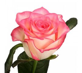 Роза Джумилия L4, Модель: 0 | Доставка квітів Шарм24