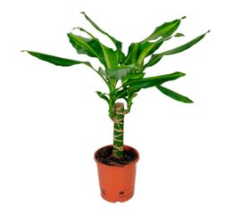 Драцена Gold Coast d11 L40, Модель: 0 | Доставка квітів Шарм24