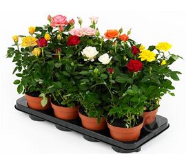 Троянда мікс d12 (25-30), Модель: 0 | Доставка квітів Шарм24