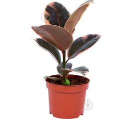 Фикус El Belize d12 L45, Модель: 0 | Доставка квітів Шарм24