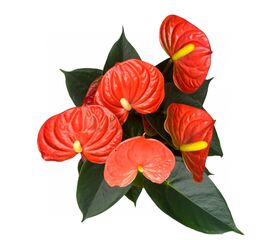 Антуриум Оранж Чемпіон d14(45-50), Модель: 0 | Доставка квітів Шарм24