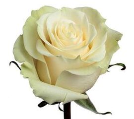 Роза Эквадор 50 см Мондіаль, Модель: 0 | Доставка квітів Шарм24