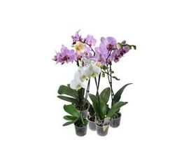 Фаленопсис 3ст. мікс (65-70), Модель: 0 | Доставка квітів Шарм24