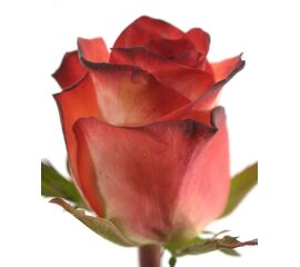 Троянда Gr Blush L70, Модель: 0 | Доставка квітів Шарм24