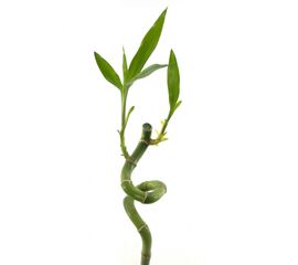 Бамбук S Lucky Bamboo 70 Cm, Модель: 0 | Доставка квітів Шарм24