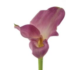 Калла Garnet Glow L40, Модель: 0 | Доставка квітів Шарм24