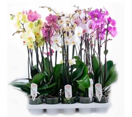 Орхидея phalaenopsis 2st Mix 10+ d12 L55, Модель: 0 | Доставка цветов Шарм24