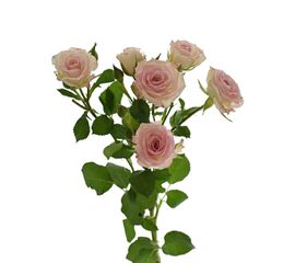 Троянда Tr Creamy Twister L70, Модель: 0 | Доставка квітів Шарм24