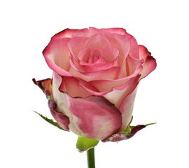 Троянда Джумілія L8, Модель: 0 | Доставка квітів Шарм24