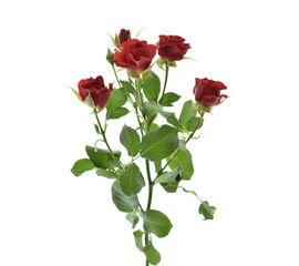 Троянда Tr Mirabel L80, Модель: 0 | Доставка квітів Шарм24