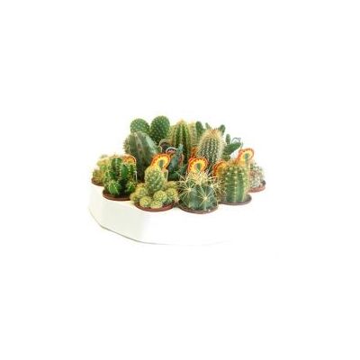 Cactus  mix d12 h15      |        24