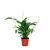 Спатифиллум Spath Sweet Ricardo 5+ (air So Pure) d13 L60, Модель: 0 | Доставка цветов Шарм24