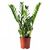 Замиокулькас Zamioculcas 5+ d14 L60, Модель: 0 | Доставка цветов Шарм24